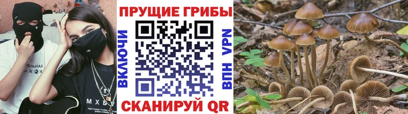 Галлюциногенные грибы Psilocybe  кракен сайт  Онега 